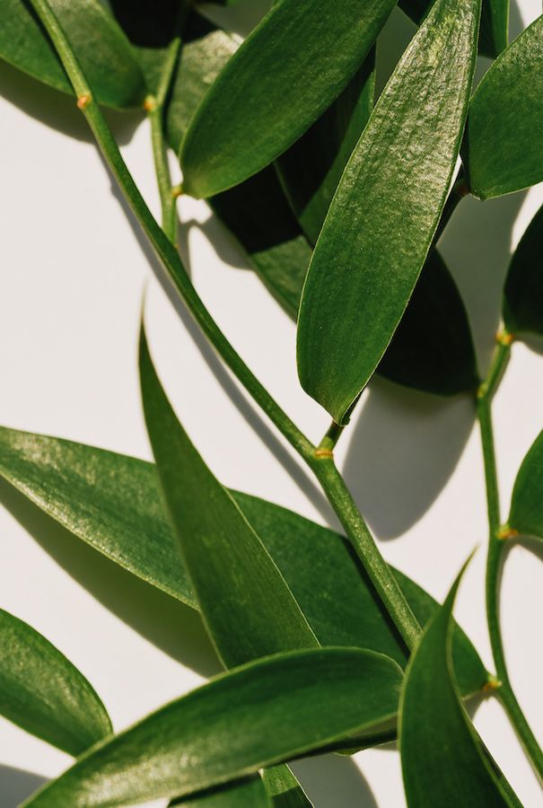 TEA TREE FOAMING MOUSSE