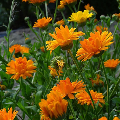 ADVANCED HYALURONIQUE